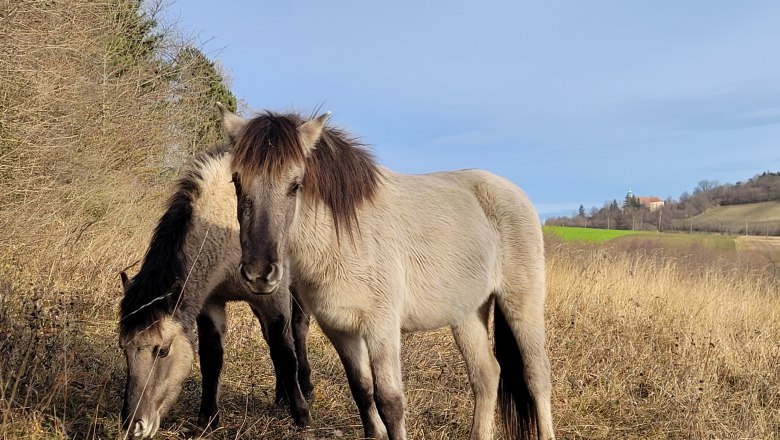 Pferd Nahaufnahme, © Naturpark Leiser Berge | Franziska Denner