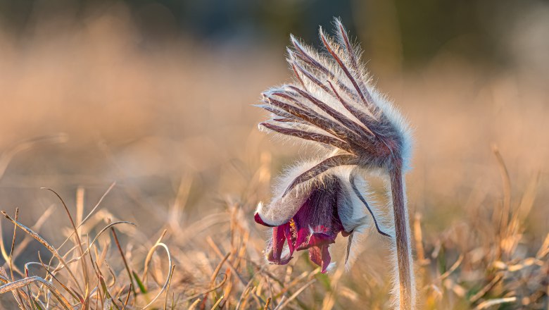 Wiesenkuhschelle, © Fotoclub Ernstbrunn | Hans Gumpinger