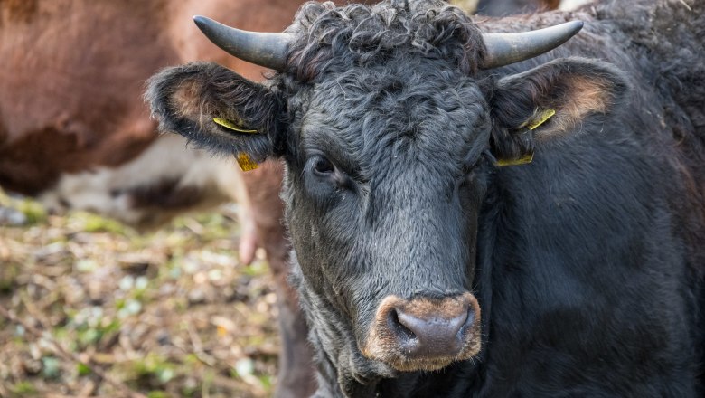 Tux-Zillertaler-Rind, © Fotoclub Ernstbrunn | Andreas Hermann