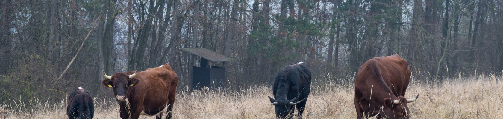 Rinderherde auf der Weide, © Fotoclub Ernstbrunn