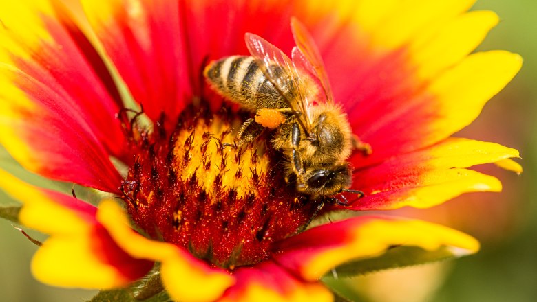 Biene auf Blume, © Hans Gumpinger