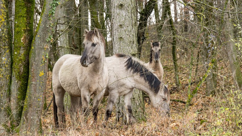 Konikpferde im Wald, © Fotoclub Ernstbrunn