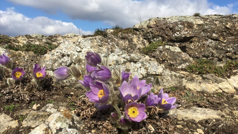 Kuhschelle auf Kalkfelsen, © Naturpark Leiser Berge | Julia Friedlmayer