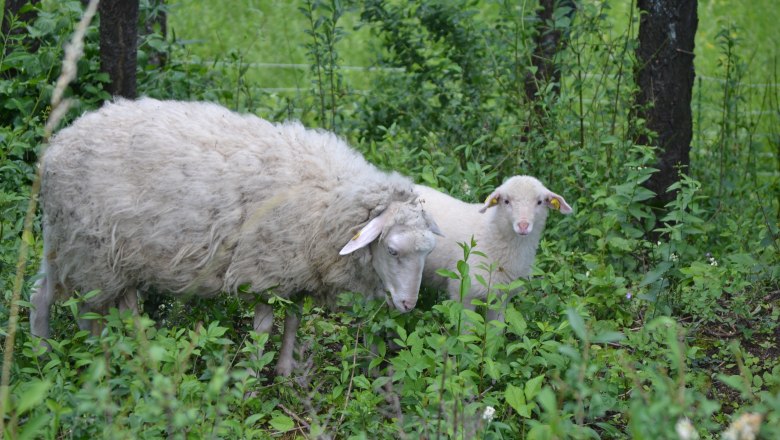 Schafe im Unterholz, © Naturpark Leiser Berge