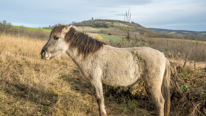 Konikpferd vor Oberleiser Berg, © Fotoclub Ernstbrunn