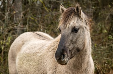 Proträt Konikpferd, © Fotoclub Ernstbrunn