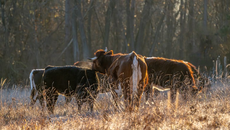 Rinderherde in der Abendsonne, © Fotoclub Ernstbrunn