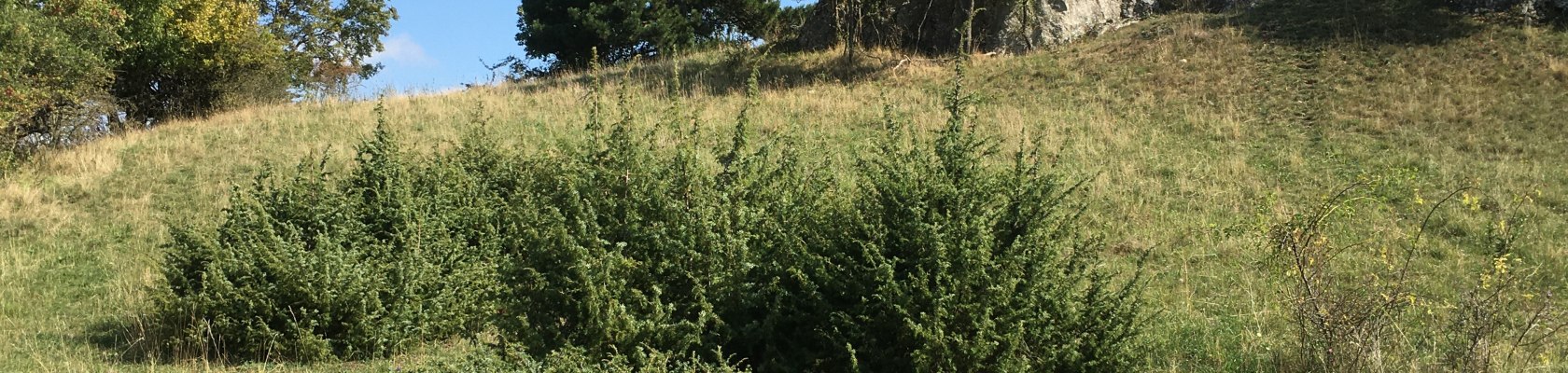 Wacholderheide, © Naturpark Leiser Berge