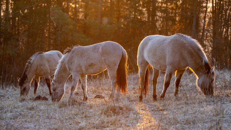 Konikpferde in der Abendsonne, © Fotoclub Ernstbrunn