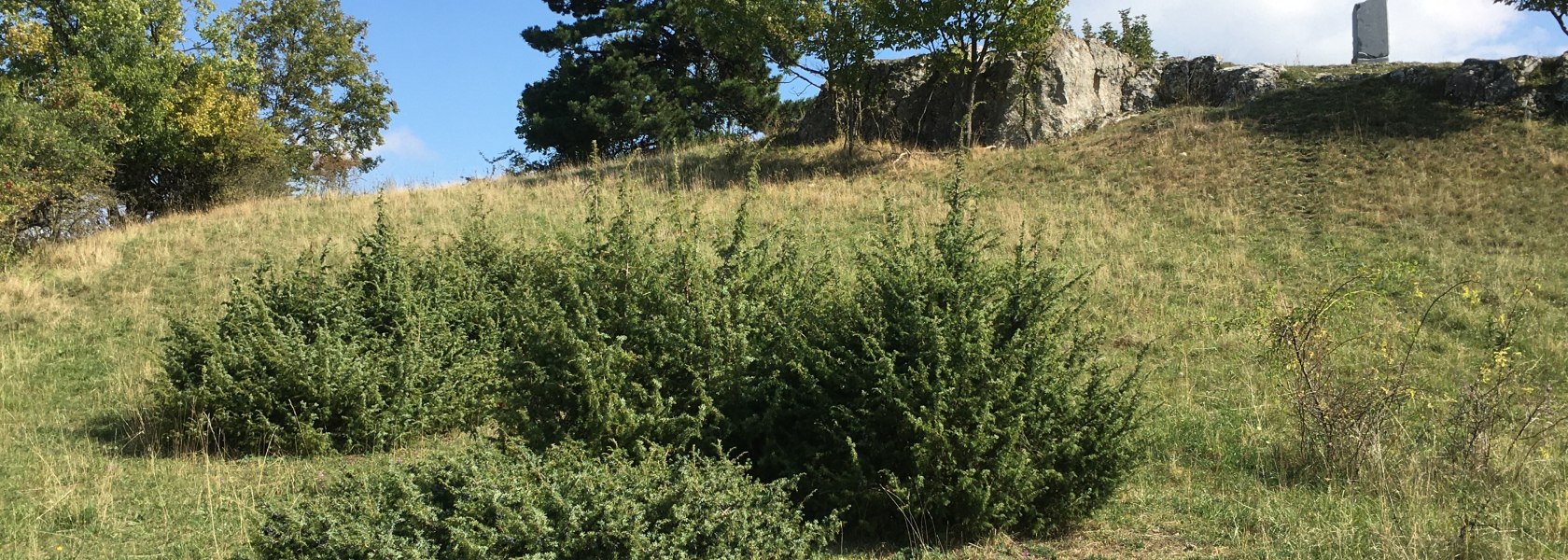 Wacholderheide, © Naturpark Leiser Berge