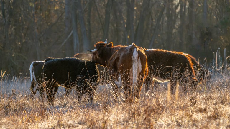 Beweidung mit Rindern, © Fotoclub Ernstbrunn