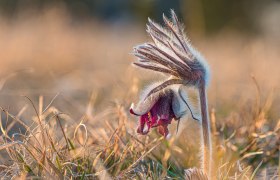 Wiesenkuhschelle, © Fotoclub Ernstbrunn | Hans Gumpinger