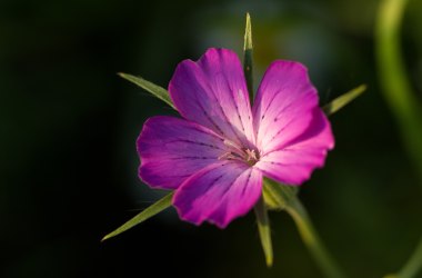 Kornrade, © Fotoclub Ernstbrunn | Hans Gumpinger