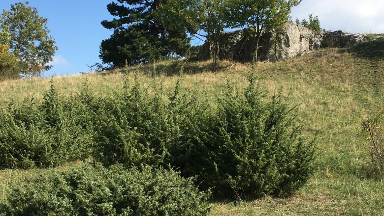 Wacholderheide, © Naturpark Leiser Berge