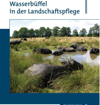 Wasserbüffel in der Landschaftspflege