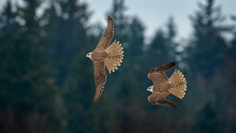 Sakerfalke (Falco cherrug), © iStock | Ondrej Prosicky