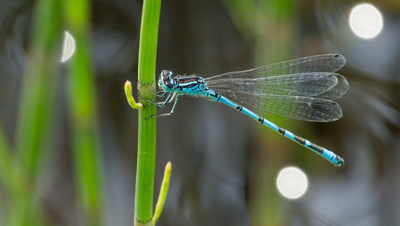 Vogel-Azurjungfer, © Christian Fischer, CC BY-SA 4.0, via Wikimedia Commons