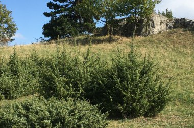 Wacholderheide, © Naturpark Leiser Berge