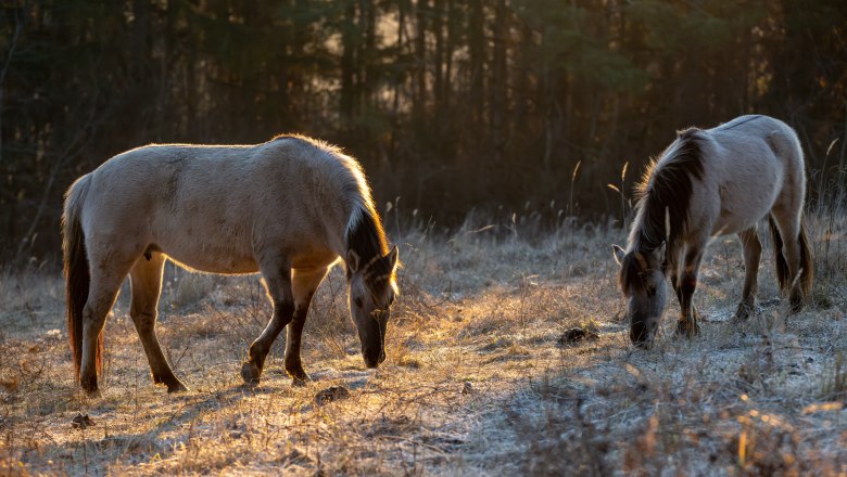 Konik Pferde, © Fotoclub Ernstbrunn