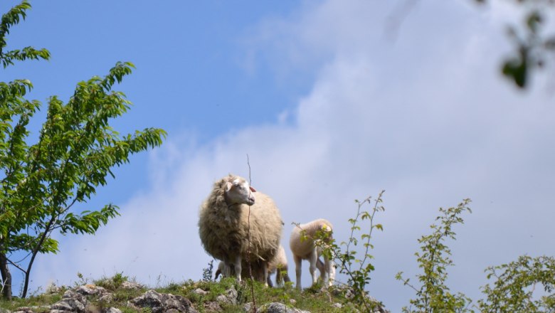 Wacholderheide_Schafbeweidung, © Leiser Berge