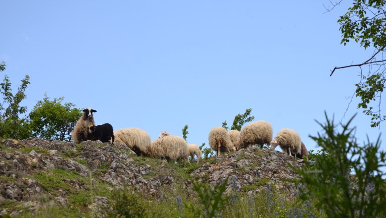 Schafe auf Felsrasen, © Naturpark Leiser Berge