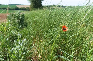 Sommer-Adonisröschen, © Franziska Denner