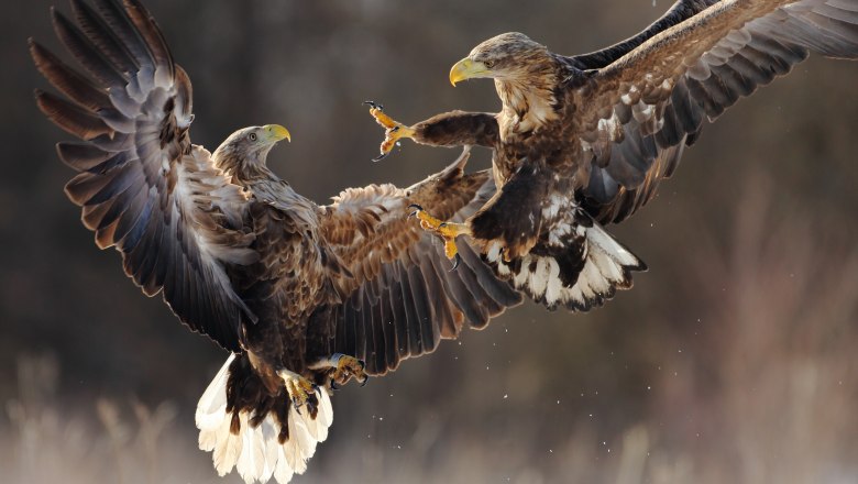 Seeadler, © iStock |  Knyva