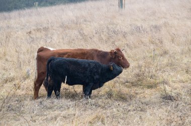 Kuh mit Kalb, © Fotoclub Ernstbrunn