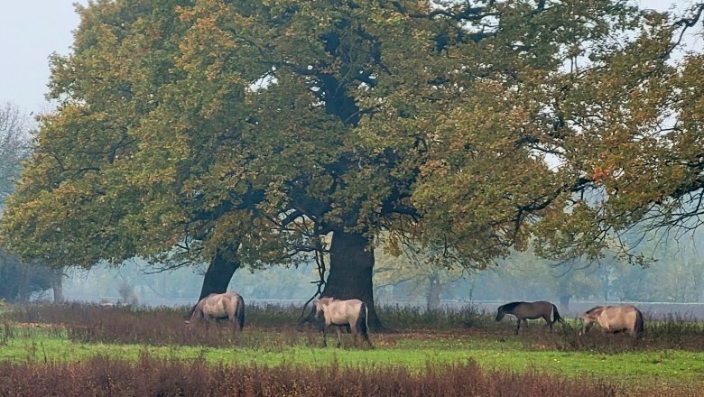 Konikpferde, © Naturpark Leiser Berge | Franziska Denner