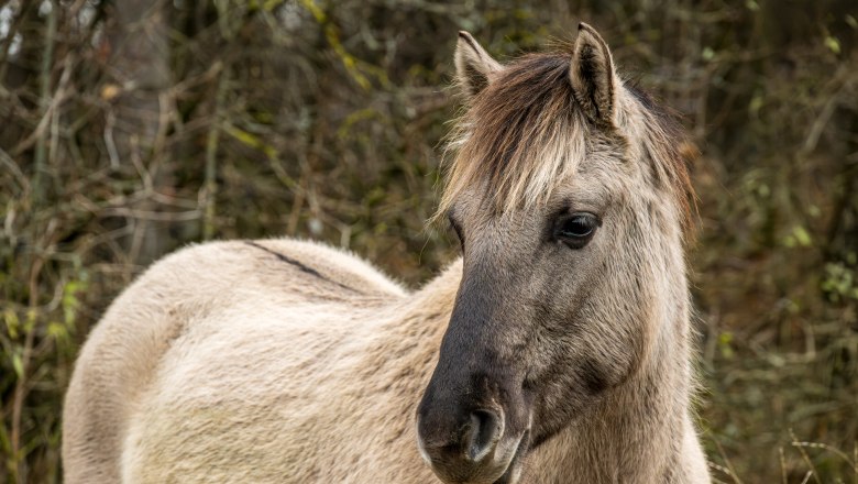 Proträt Konikpferd, © Fotoclub Ernstbrunn