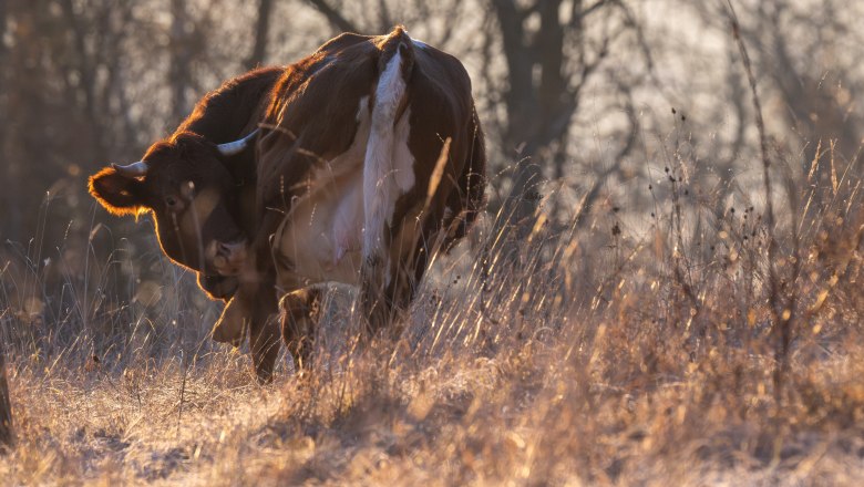 Rind von hinten, © Fotoclub Ernstbrunn