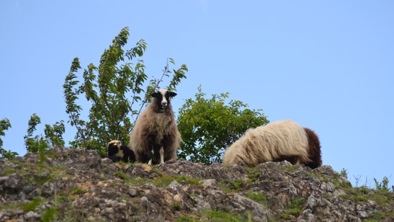 Beweidung mit Schafen