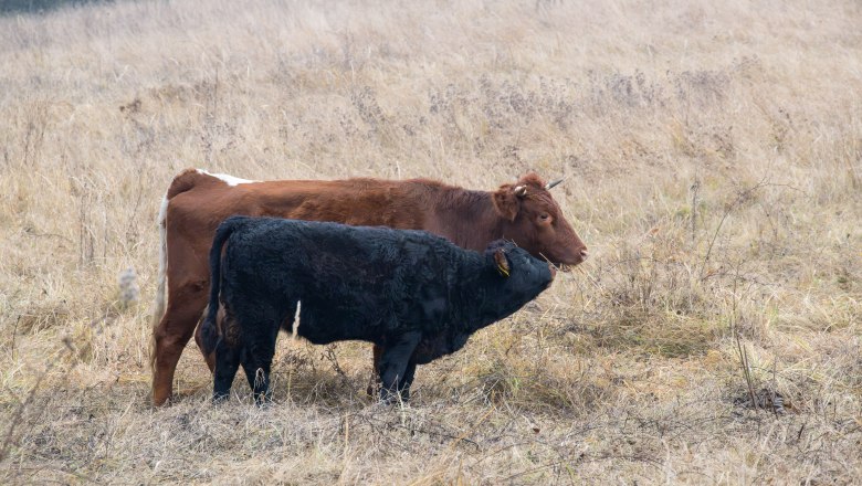 Kuh mit Kalb, © Fotoclub Ernstbrunn