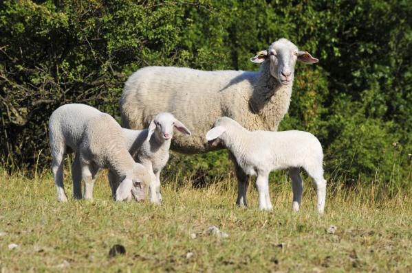 Sheep, © Leiser Berge