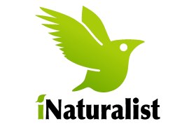 iNaturalist