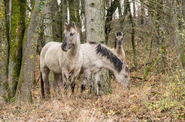 Konikpferde im Wald, © Fotoclub Ernstbrunn