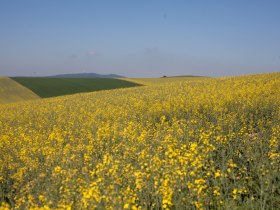 Blick auf Buschberg, © Weinviertel Tourismus / Wurnig