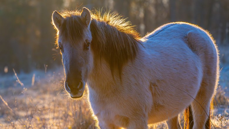 Konikpferd in der Abendsonne2, © Fotoclub Ernstbrunn