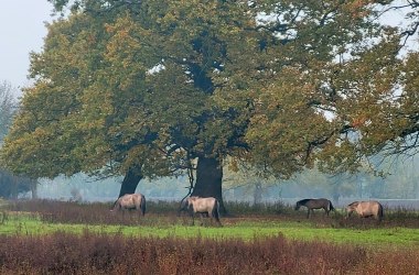 Konikpferde, © Naturpark Leiser Berge | Franziska Denner