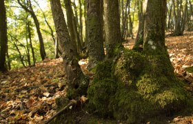 Waldboden, © V.Sehorst