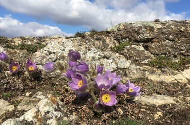 Kuhschelle auf Kalkfelsen, © Naturpark Leiser Berge | Julia Friedlmayer