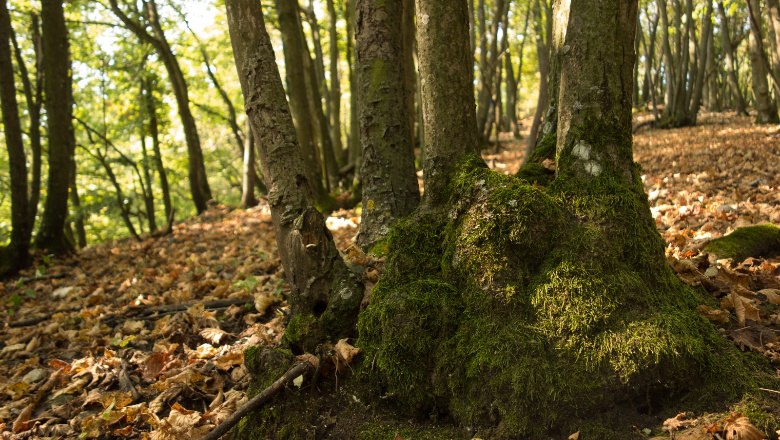 Waldboden, © V.Sehorst