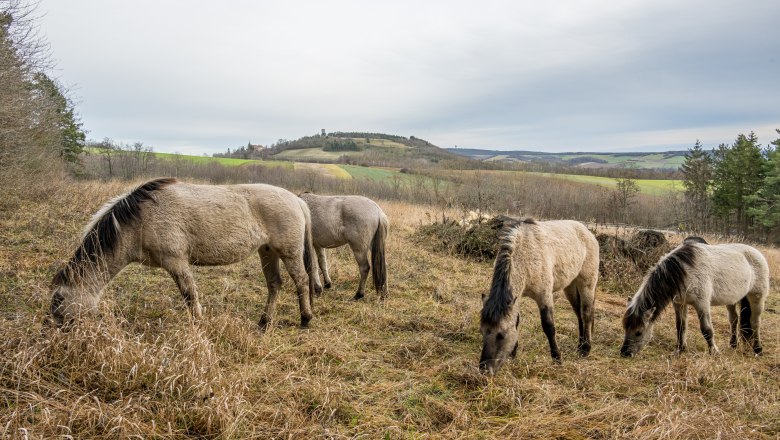 Beweidung mit Pferden, © Fotoclub Ernstbrunn